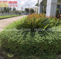 Dịch vụ Chăm sóc cây xanh bảo dưỡng sân vườn ở Đồng Nai
