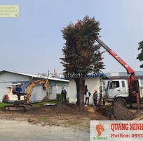 Dịch vụ chặt cây xanh, bứng cây cảnh ở Đồng Nai, HCM