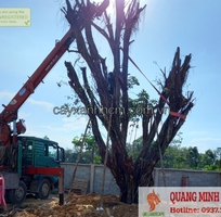 1 Dịch vụ chặt cây xanh, bứng cây cảnh ở Đồng Nai, HCM