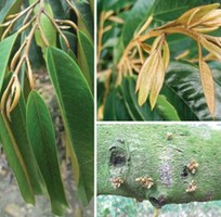 Các biện pháp điều trị bệnh thối rễ vàng lá ở cây sầu riêng