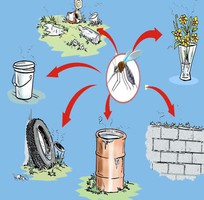 2 Diệt muỗi Vũng Tàu hiệu quả