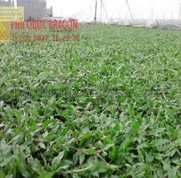 C.ỏ lá gừng trồng công trình giá rẻ chất lượng ở HCM, Đồng Nai, BRVT