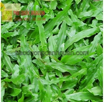 1 C.ỏ lá gừng trồng công trình giá rẻ chất lượng ở HCM, Đồng Nai, BRVT