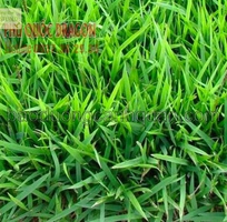 2 C.ỏ lá gừng trồng công trình giá rẻ chất lượng ở HCM, Đồng Nai, BRVT