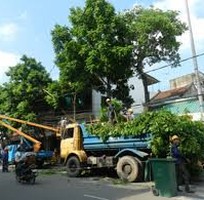 2 Dịch vụ cắt tỉa cây xanh, hạ tàn ở HCM, Đồng Nai