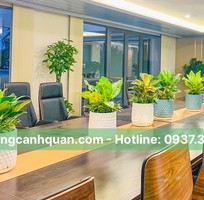 Cung cấp cây nội thất, cây văn phòng ở HCM, Đồng Nai, Bình Dương