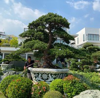 9 Cơ sở chậu hoa Thế Sơn - chậu hoa dán sành sứ - chậu khảm sành - cẩn miễng afaf gs
