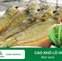 Bán cao khô Nha đam kháng khuẩn, ngừa nấm cho tôm