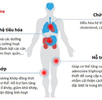 Adenosine trong Đông trùng hạ thảo có tác dụng gì