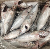 4 Cá ngừ làm sạch cung cấp bếp ăn công nghiệp sỉ thương mại