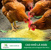 Cao khô lá xoài - Kháng khuẩn, chống viêm hiệu quả trong chăn nuôi