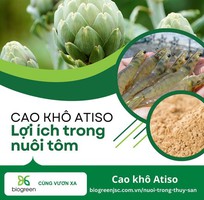 Cao khô Atiso và lợi ích cho nuôi tôm