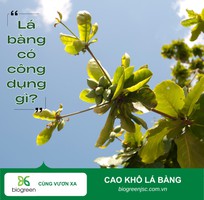 Cung cấp Cao khô Lá bàng chất lượng cao, giá cạnh tranh