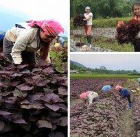 Phương pháp Sấy lạnh tía tô   Giải pháp nâng tầm giá trị nông sản Việt