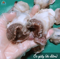 Ốc giấy là ốc gì