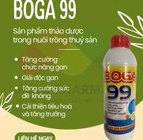 Boga 99