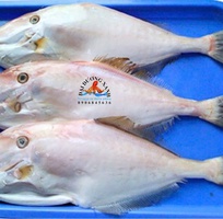 Cá bò da