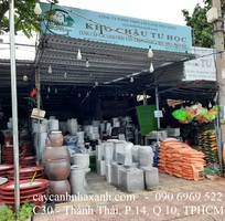 19 Cây công trình  -  Chậu trồng cây - Caycanhcayxanh.com