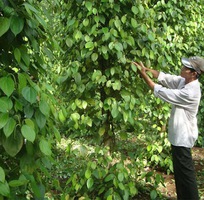 Lý dọ phân gà hữu cơ vi sinh