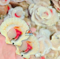 Sò điệp một mảnh