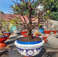8 Chậu xi măng, cốt sắt bên ngoài ốp miếng sành sứ tinh tế