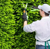 Dịch vụ cắt tỉa cây xanh tại Đồng Nai, TP HCM, BRVT nhanh, giá rẻ