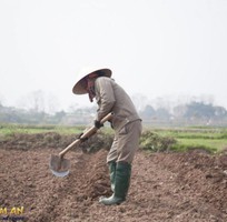 Cải tạo khu vườn trồng rau: Biến không gian xanh trở nên bền vững và sáng tạo