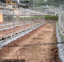 2 Lưới trồng cây dây leo nguyễn út