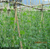 3 Lưới trồng cây dây leo nguyễn út