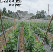 4 Lưới trồng cây dây leo nguyễn út