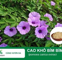 Cung cấp Cao khô Bìm bìm hàng chất lượng cao giá tốt Cung cấp Cao khô Bìm bìm hàng chất lượng cao giá tốt