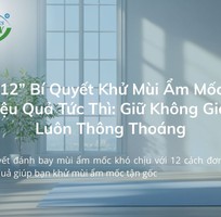 Mùi Ẩm Mốc Trong Phòng   Làm Sao Để Xử Lý Tận Gốc
