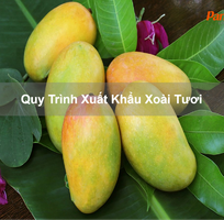Quy Trình Xuất Khẩu Xoài Tươi