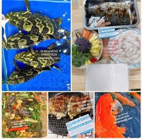 Báo giá cá mú cá song tuyển chọn Báo giá cá mú cá song tuyển chọn