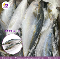 15 Nguyên tắc bảo quản cá đông lạnh chuẩn