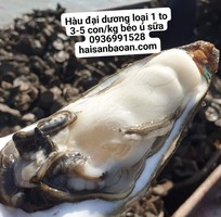 Báo giá hàu đại dương tuyển chọn ngon giá tốt Báo giá hàu đại dương tuyển chọn ngon giá tốt