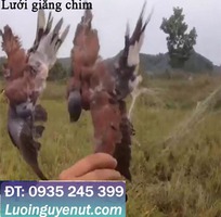 1 Lưới giăng chim thái siêu nhạy