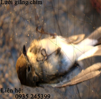 2 Lưới giăng chim thái siêu nhạy