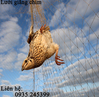 4 Lưới giăng chim thái siêu nhạy