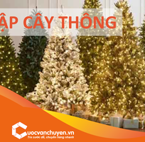 Thủ tục khai báo hải quan nhập khẩu cây thông Noel
