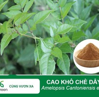 Cao Khô Chè Dây - Giải Pháp Vàng Cho Sức Khỏe Dạ Dày Và Toàn Diện Cao Khô Chè Dây - Giải Pháp Vàng Cho Sức Khỏe Dạ Dày Và Toàn Diện
