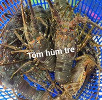Báo giá tôm hùm vip ngon tuyển chọn