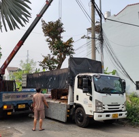Dịch vụ vận chuyển cây xanh, cây công trình chuyên nghiệp