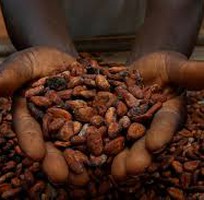 Cacao Đắk Lắk - Không chỉ là đồ uống mà còn là câu chuyện của người Tây Nguyên