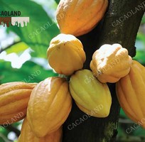 Cacao là gì và tại sao lại  thần thánh  đến thế