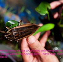 Bán đặc sản Cà Cuống nhiều tinh dầu thơm , lọ tinh dầu Cà Cuống , nước mắm Cà Cuống ở Hà Nội