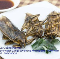 3 Bán đặc sản Cà Cuống nhiều tinh dầu thơm , lọ tinh dầu Cà Cuống , nước mắm Cà Cuống ở Hà Nội