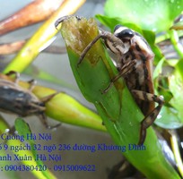 5 Bán đặc sản Cà Cuống nhiều tinh dầu thơm , lọ tinh dầu Cà Cuống , nước mắm Cà Cuống ở Hà Nội