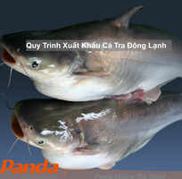 Quy trình xuất khẩu cá tra đông lạnh