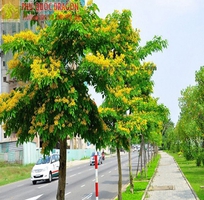 Cung cấp cây xanh công trình ở HCM, Đồng Nai giá rẻ